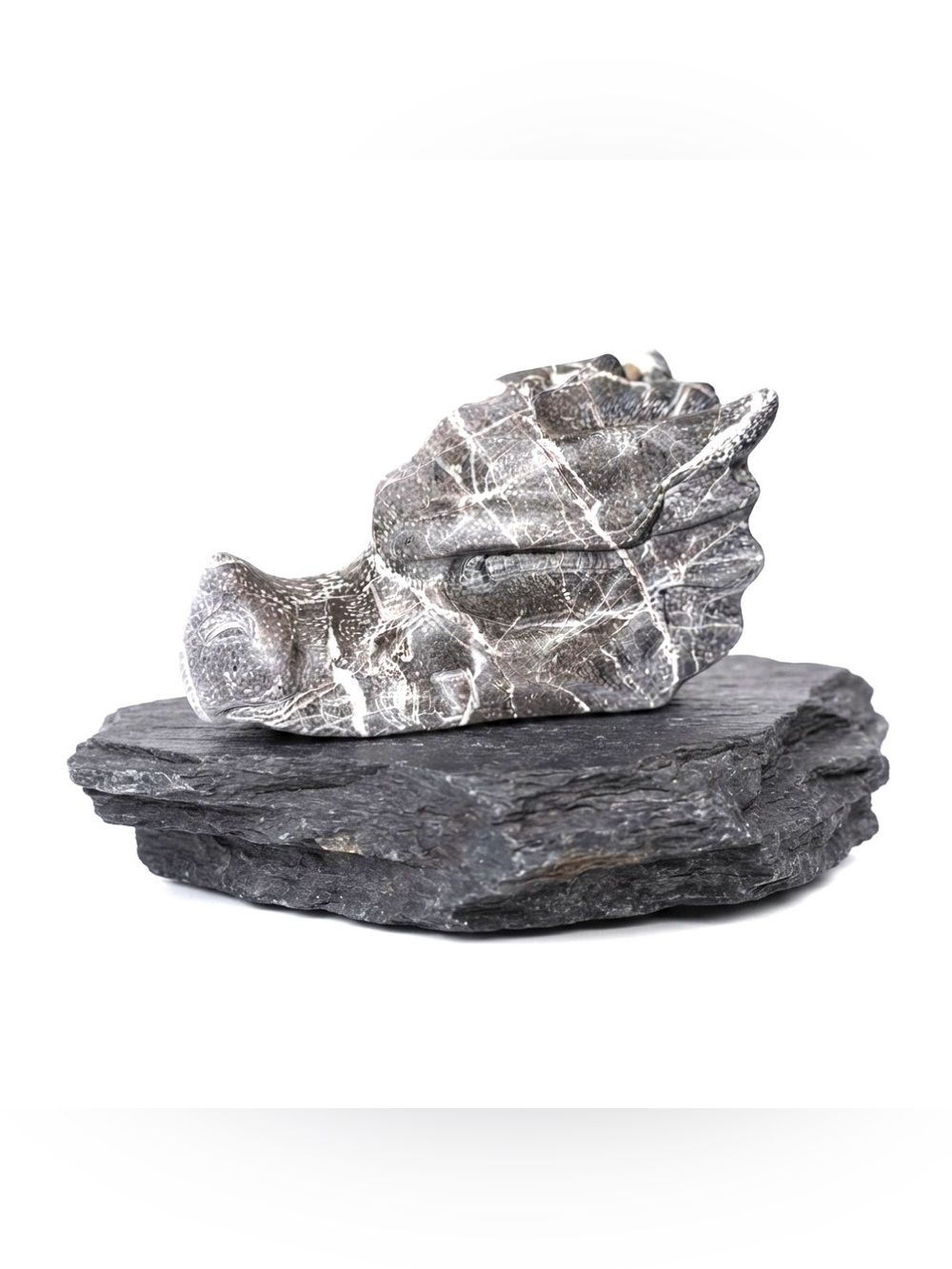 New Gastropoda Shell Fossil Gray White Carved Dragons Head Rock Healing Statue